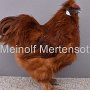 Seidenhuehner mit Bart rot sg 95 SZSe2 Parduhn Max